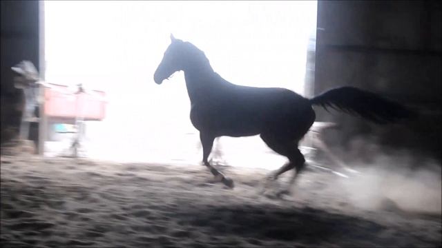 Закал, 11.01.2018 смотреть онлайн