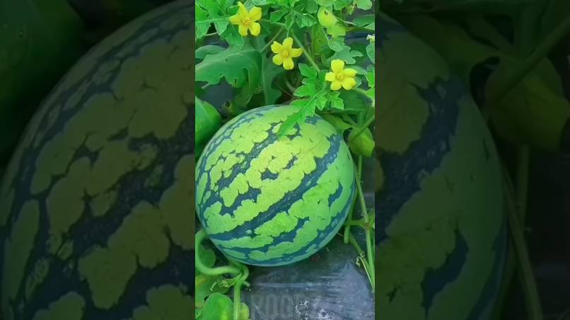 Арбуз 🍉 сезон Арбуз какие лучше выбрать #арбуз