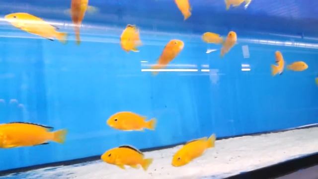 Labidochromis yellow смотреть онлайн