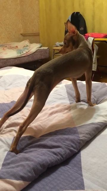 Той-Терьер стоит в планке. смотреть онлайн