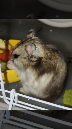Джунгарик ест творог