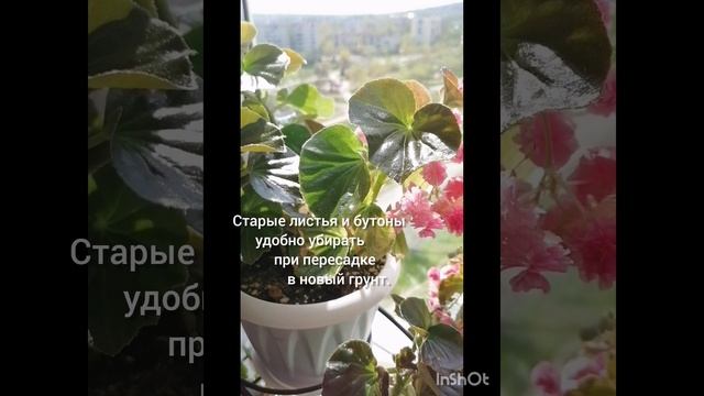 Выращивание бегонии Вечноцветущей, мои комнатные растения.