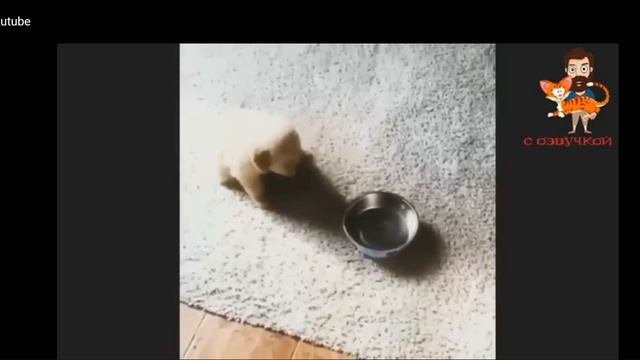 Смешные кошки 🫨🫢
