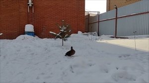 Выбор подсадной утки