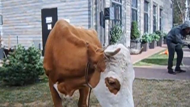 8965 380-13-11 - Корова на Рублевке смотреть онлайн