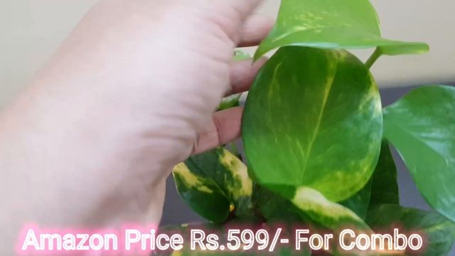Ugaoo Indoor Money Plant Syngonium Plant With Self Watering Pot Review Amazon Live Plants Unboxing