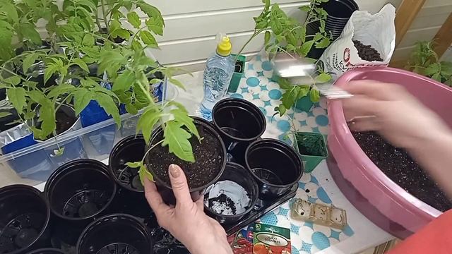 🌱🍅 ОДНА Перевалка томатов,почему так рано замачиваю семена!🌱🍅