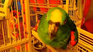 СМЕШНОЙ ГОВОРЯЩИЙ ЗЕЛЕНЫЙ ПОПУГАЙ