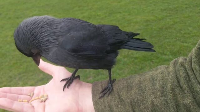Jackdaw content to chill, offers me food смотреть онлайн