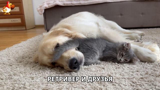 Золотистый ретривер и его друзья милые питомцы 🐕 выпуск (40)