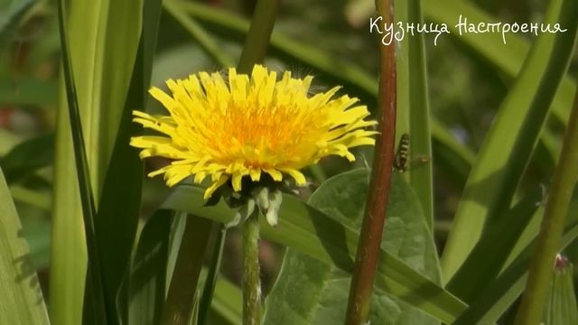 8 июня Карпов День. Что нельзя делать 8 июня Карпов День. Народные традиции и приметы Дня. смотреть онлайн
