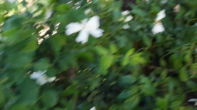 Вот так цветёт колючка.... смотреть онлайн