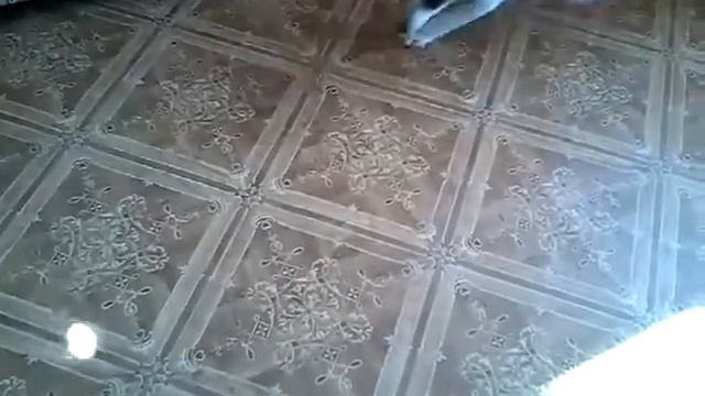 Охота на зайца смотреть онлайн