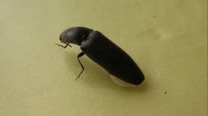 Ectinus aterrimus (щелкун темнейший)