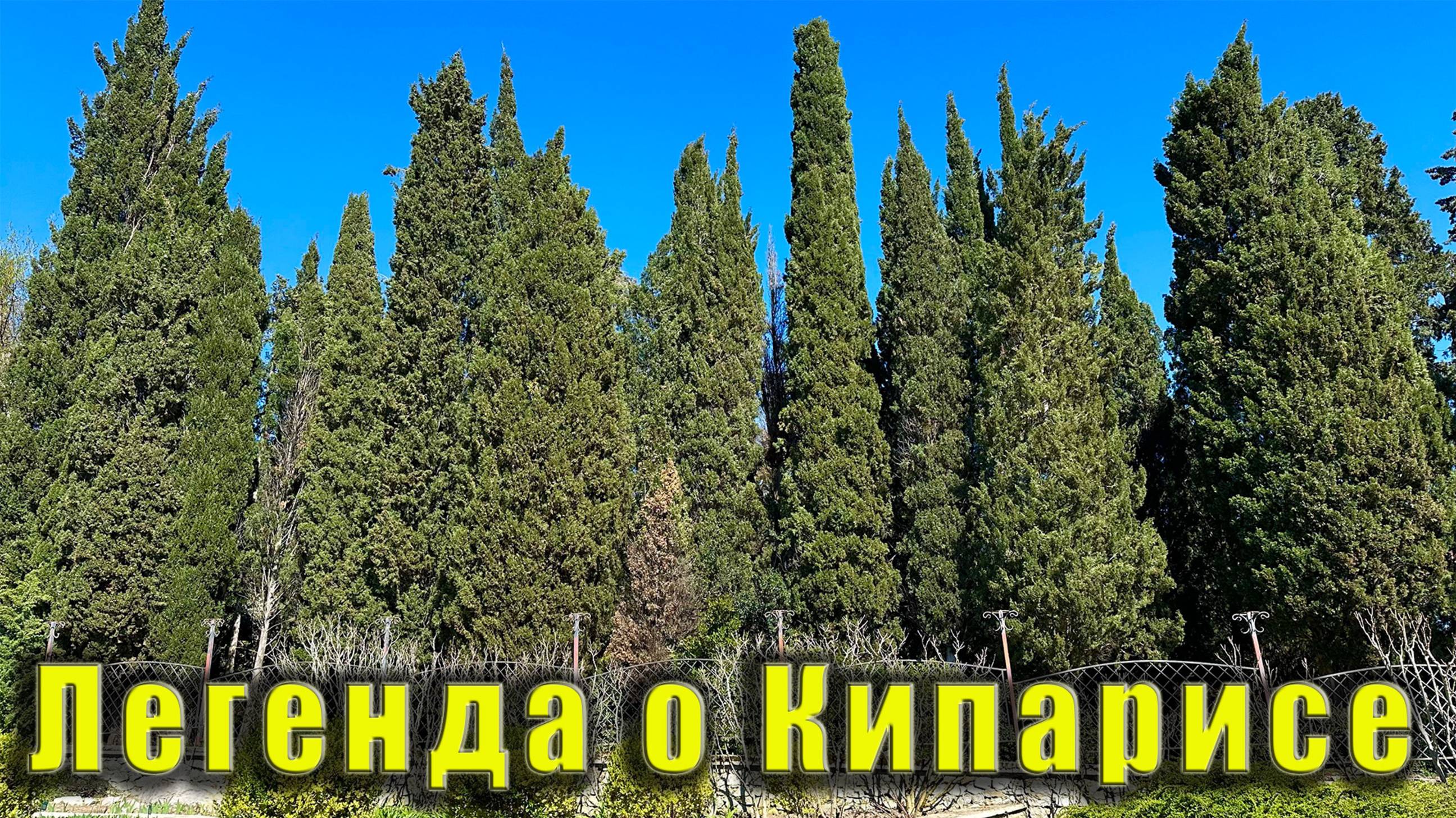 ЛЕГЕНДА О КИПАРИСЕ. Что из себя представляет Никитский ботанический сад в Крыму.