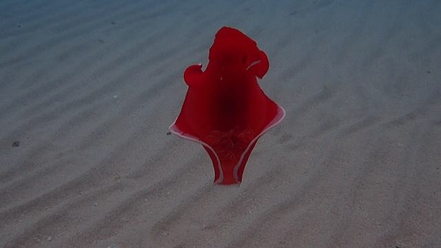 Испанский танцор с белой каймой. Египет. Шератон Сома Бэй. Красное море.Март 2025.С Лилия Драч.