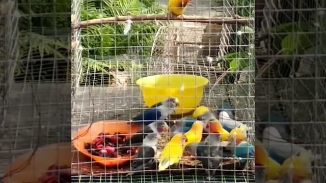 Неразлучники фишера смотреть онлайн