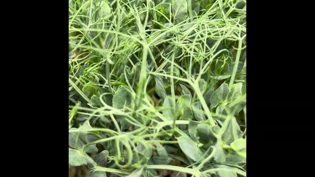 Микрозелень Гороха смотреть онлайн