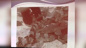 Close Encountersof the "Toothy" Kind
Jessica Miller