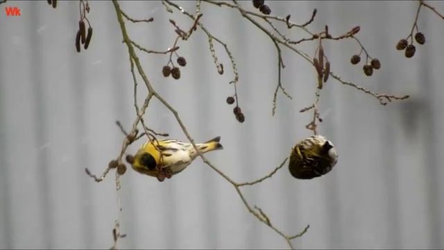 Erlenzeisig- eine der Singvogelarten (Чиж- один из видов певчих птиц) смотреть онлайн