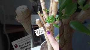 Крассула через месяц после кардинальной обрезки.