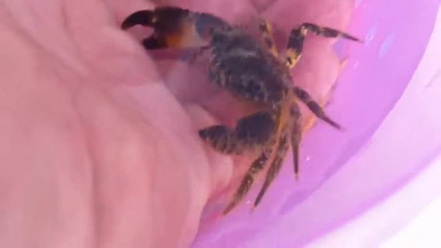 4 октября 2016 г. смотреть онлайн