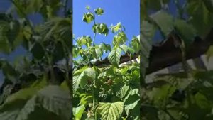 Малина на дачном участке. Дизайн.