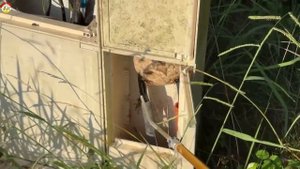 Гнездо азиатского шершня на паркинге  Закрытый туалет  Охотник на шершня (сезон 2023)