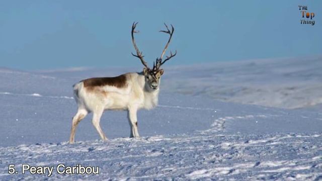The 7 Animals That Turn White in Winter смотреть онлайн