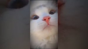 Малыши/Видео с котятами/ Милый котик #shorts