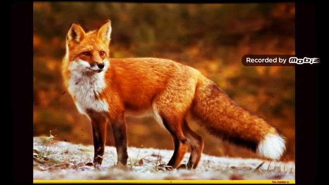 Милые фото лисичик смотреть онлайн