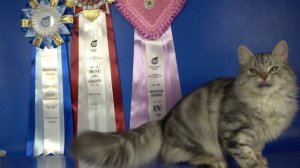 Сибирский котик Jack Crown of Siberia, 6 месяцев