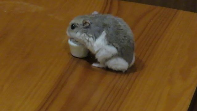 мой джунгарский хомячок Клео
