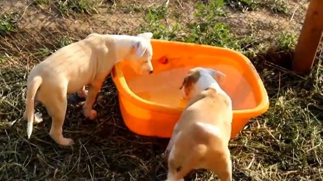 Помет Ам.стаффов "Н" Марсовичи смотреть онлайн