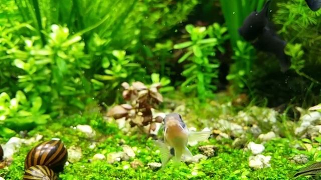 Мой аквариум ( 2 октября 2017г.) смотреть онлайн