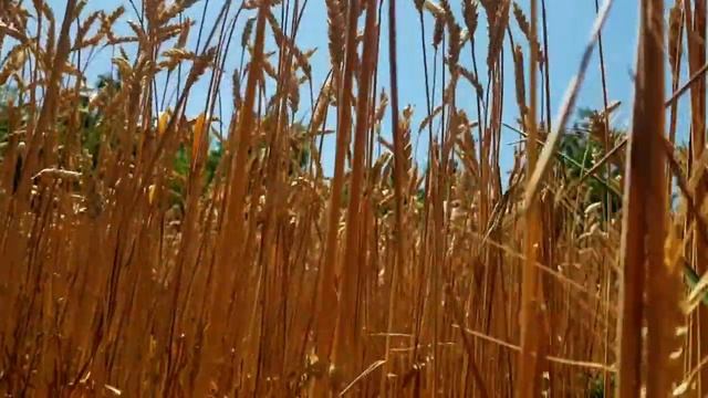 САМВЕЛ АДАМЯН МАМА ТРЯСЁТ ДЕНЬГАМИ.СОБИРАЮТСЯ В КИЕВ. ПL0ХОЕ ПРЕДЧУВСТВИЕ смотреть онлайн