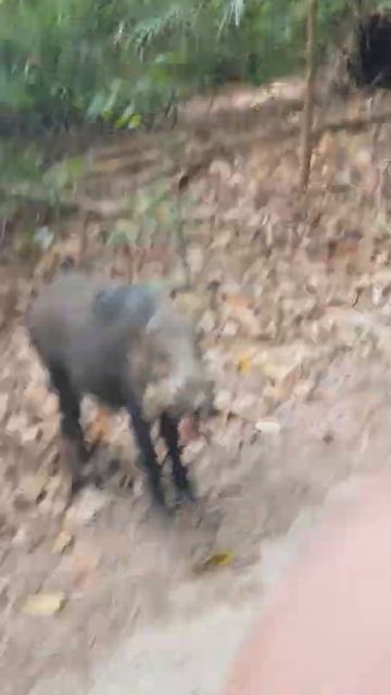 Wild boar at Pulau ubin (scaryyy😯😯)....#shorts смотреть онлайн
