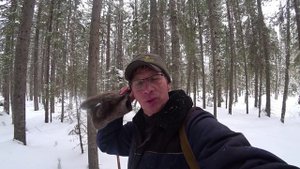 Как определить в какую сторону идёт лось? Показываю деревья где собирали смолу. 10 серия