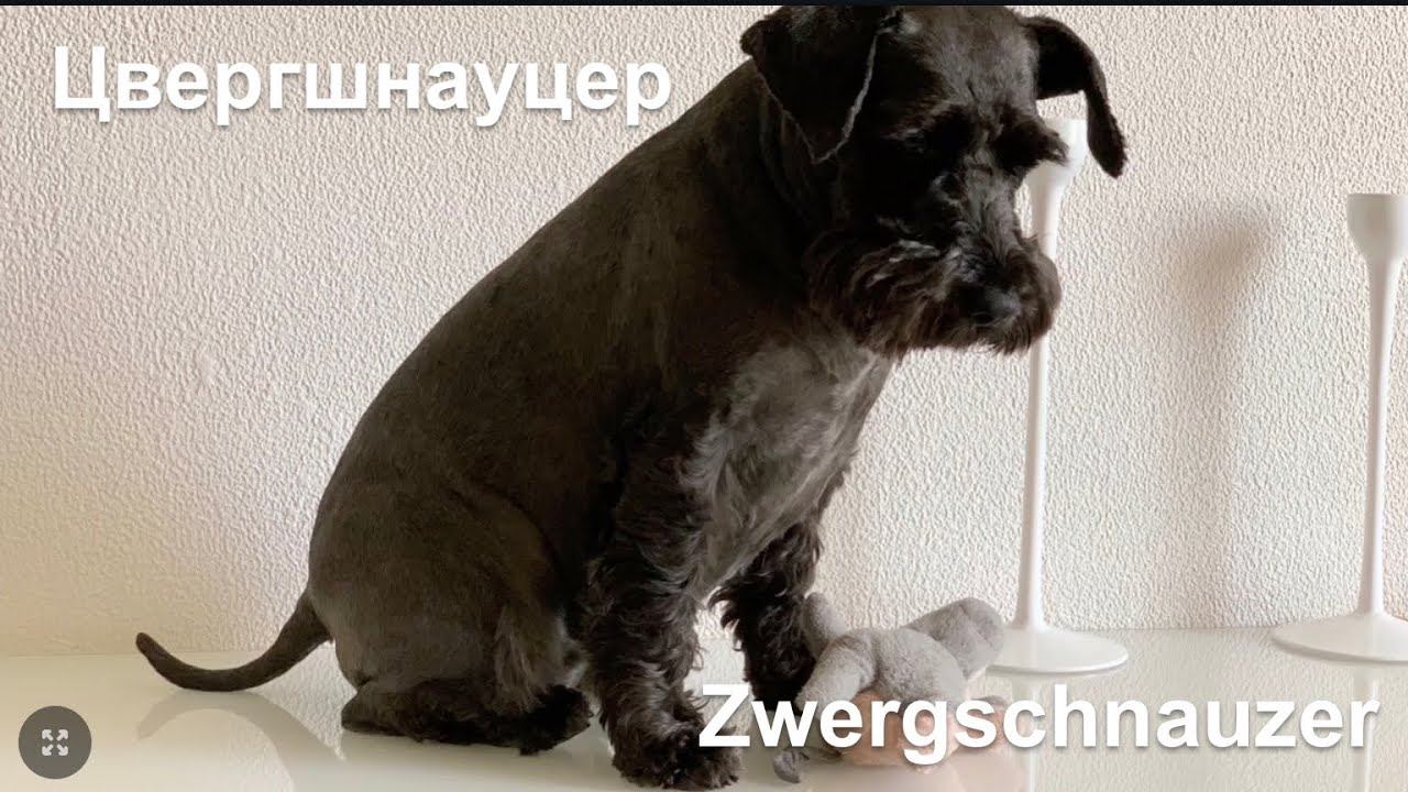 Цвергшнауцер Марта ))