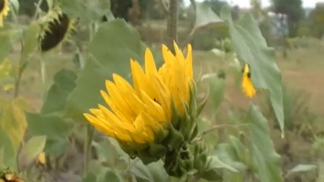 Słoneczniki kwiaty Trubadurzy смотреть онлайн