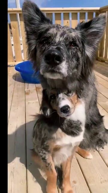 Hill's Science Diet || Chicken Meal & Rice || смотреть онлайн