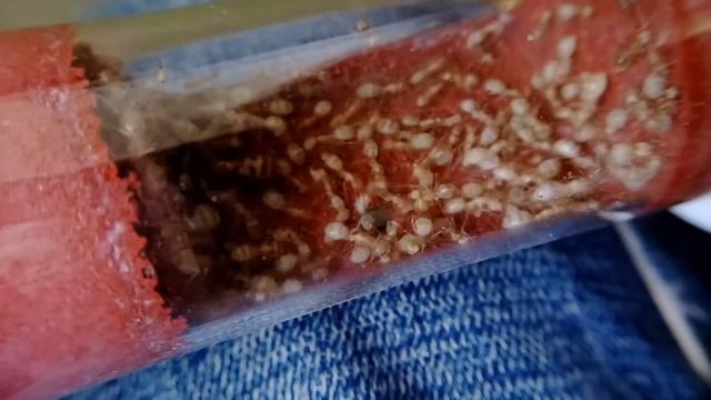 淡色箭蚁 透明箭蚁 Cataglyphis pallida Mayr смотреть онлайн