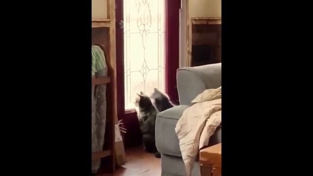 Кошачья любовь