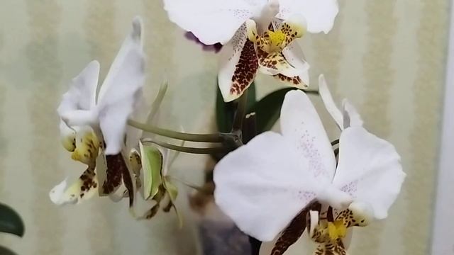 Полный роспуск красоток смотреть онлайн