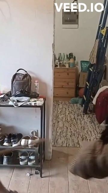 В дом ворвался враг. Работает русский чёрный терьер.