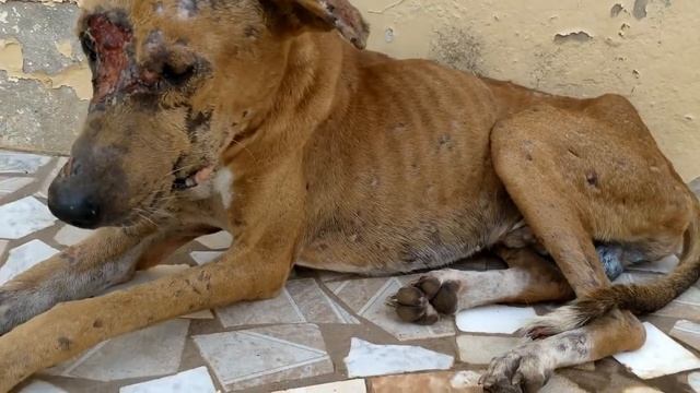 Remove mango worms from dog - Remove mango worms from dog skin Удалите манговых червей с кожи собак смотреть онлайн