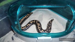 Кенийский песчаный удавчик