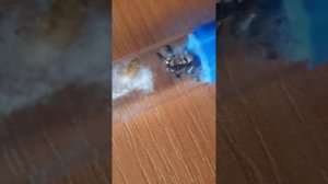 обзор на муравьёв кампанотус никарабаренсис