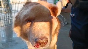 Тбилиси 🇬🇪 Грузия Приют Тамаза Элизбарашвили Саркома 🙏🐕🍀Paypal : Elizbarashvilidog@yahoo.com