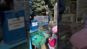 Монастырские кошки в прямом эфире!